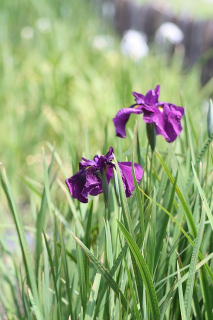 花菖蒲　その５