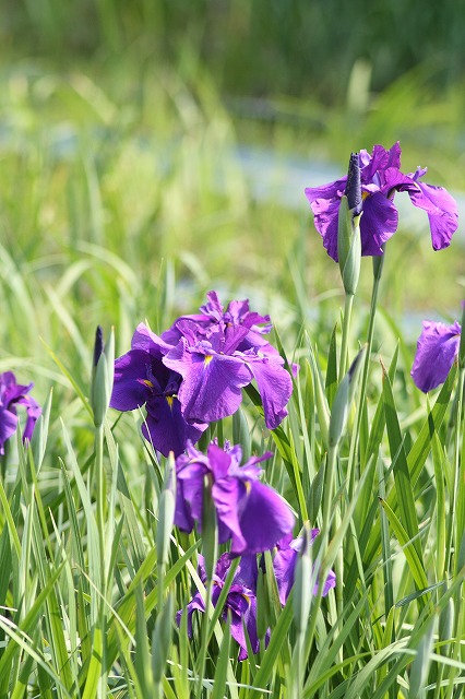 花菖蒲　その７
