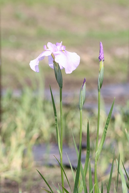 花菖蒲　その７