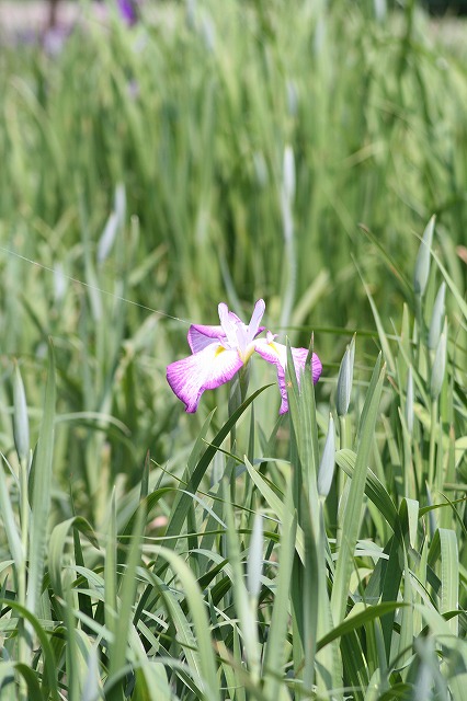 花菖蒲　その７