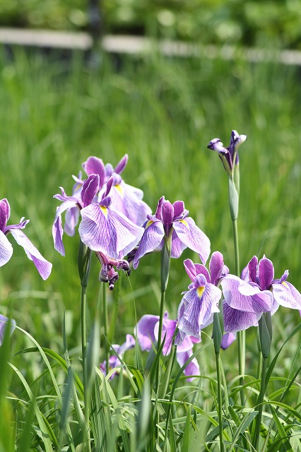 花菖蒲　その８