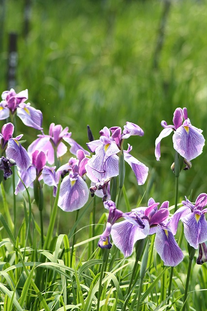 花菖蒲　その８
