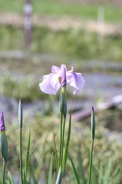 花菖蒲　その８