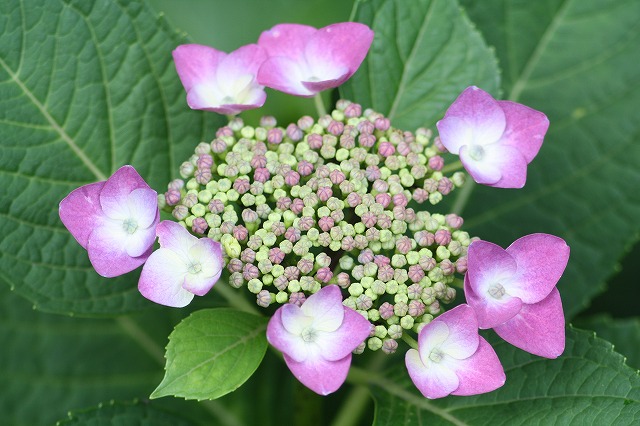 紫陽花　その１０