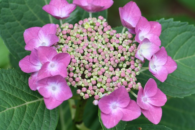 紫陽花　その１０