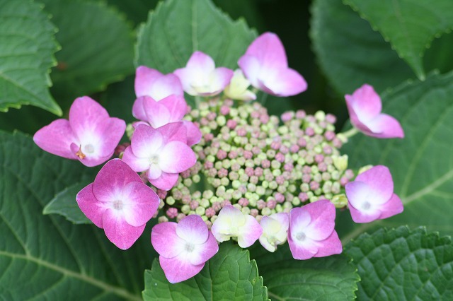 紫陽花　その１０