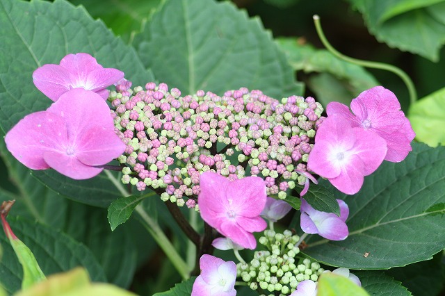 紫陽花　その１０