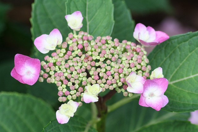 紫陽花　その１１