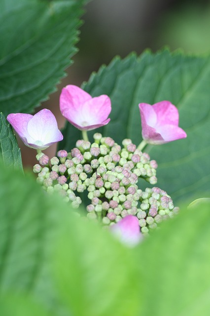 紫陽花　その１１
