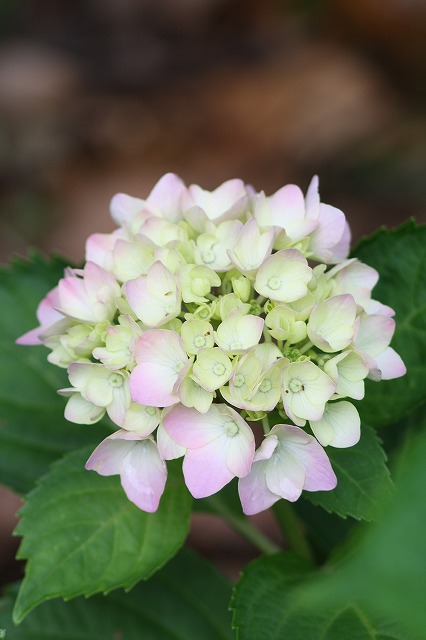 紫陽花　その１１