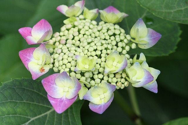 紫陽花　その１１