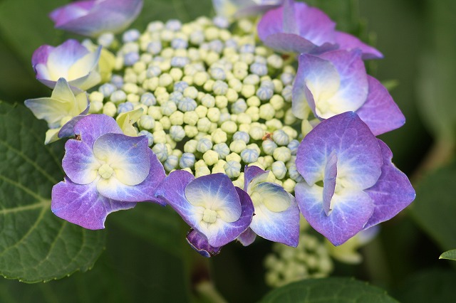 紫陽花　その１２