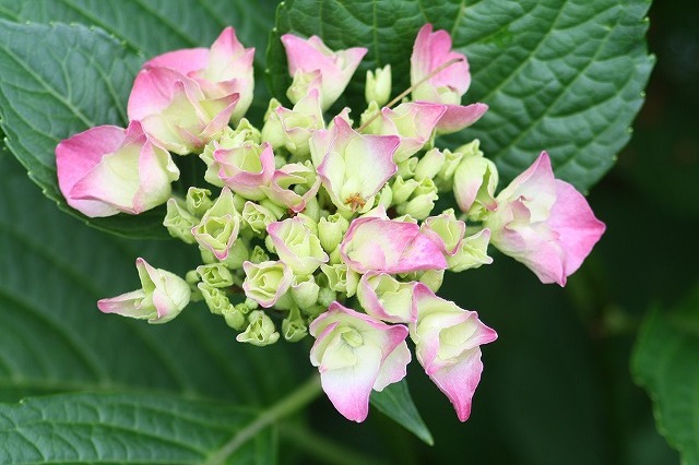 紫陽花　その１２