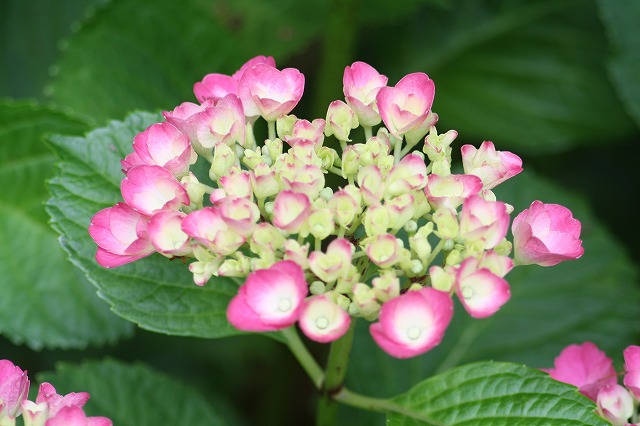 紫陽花　その１２
