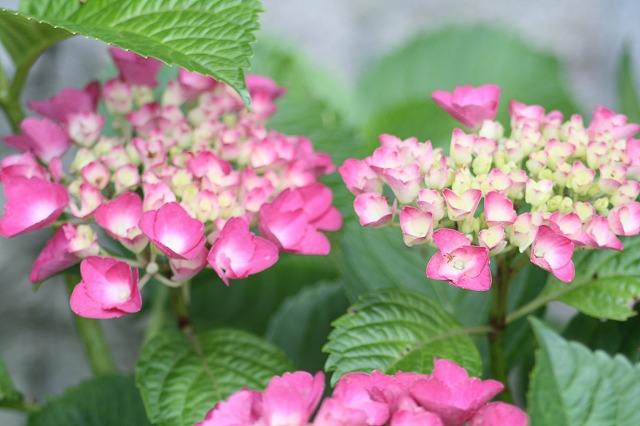 紫陽花　その１２