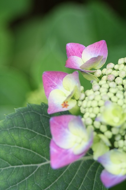 紫陽花　その１４