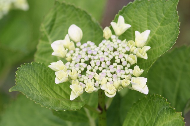 紫陽花　その１４