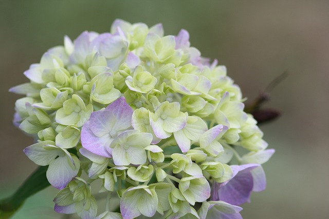 紫陽花　その１５