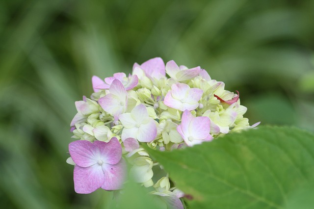 紫陽花　その１５