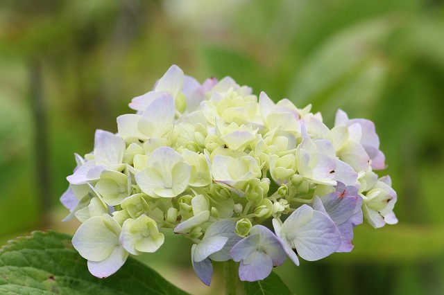 紫陽花　その１５