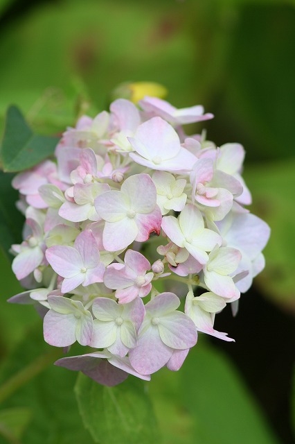 紫陽花　その１５