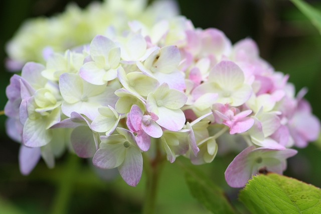 紫陽花　その１６