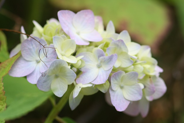 紫陽花　その１６