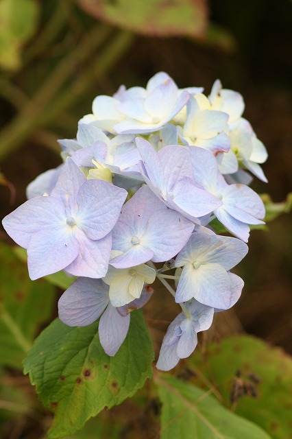 紫陽花　その１６