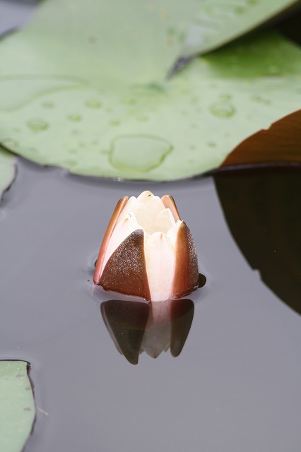 睡蓮　その２