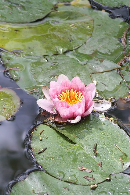 睡蓮　その４