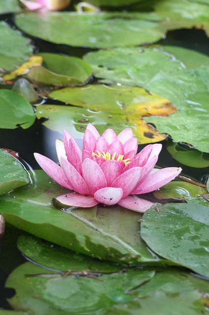 睡蓮　その５