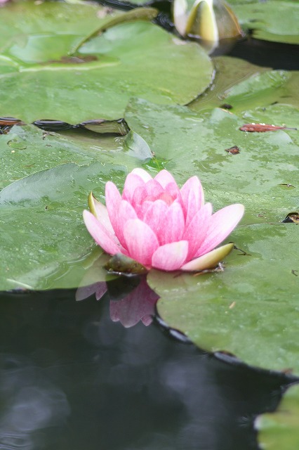 睡蓮　その５