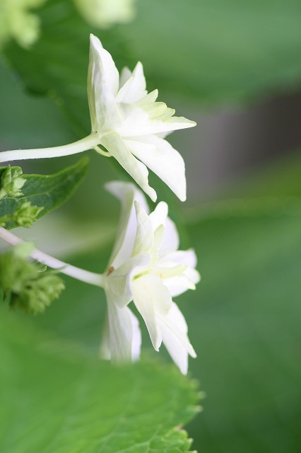 紫陽花　その１８