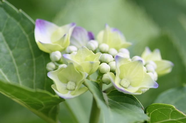紫陽花　その１８
