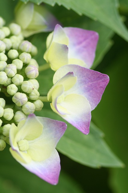 紫陽花　その１８