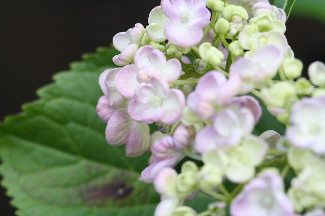 紫陽花　その１８