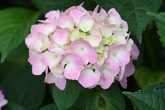 紫陽花　その２０