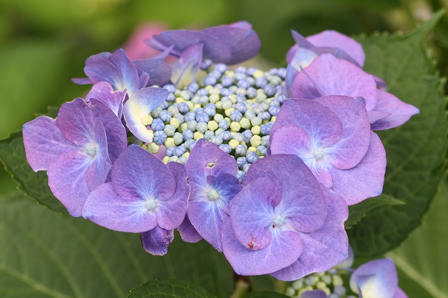 紫陽花　その２０