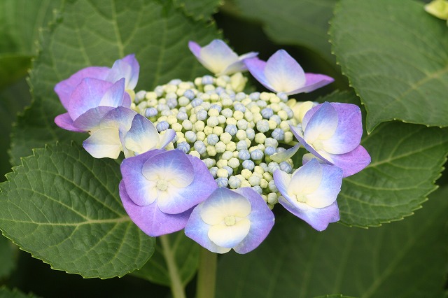 紫陽花　その２０