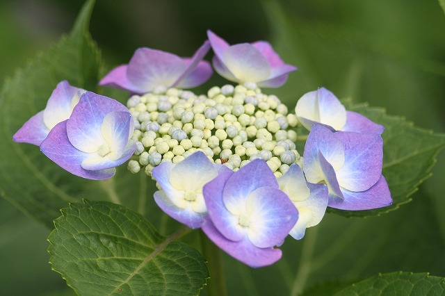 紫陽花　その２０