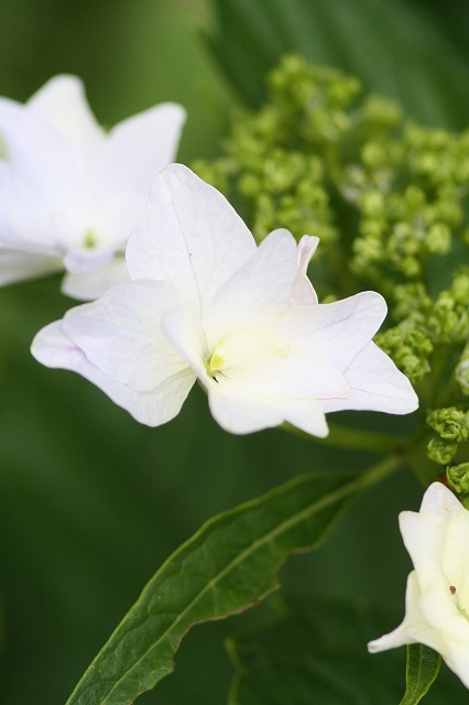 紫陽花　その２２