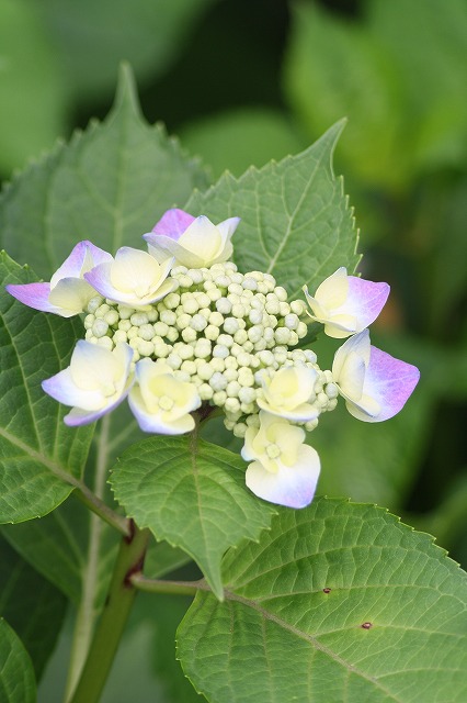 紫陽花　その２２