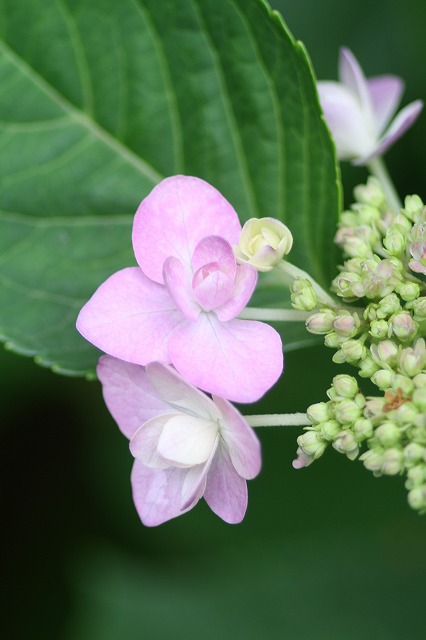 紫陽花　その２２
