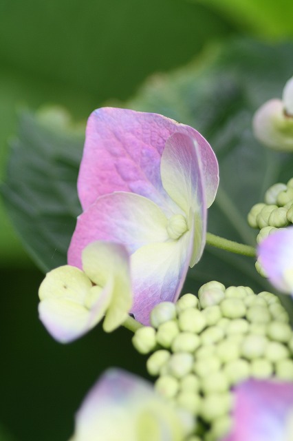 紫陽花　その２３