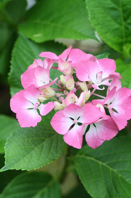 紫陽花　その２３