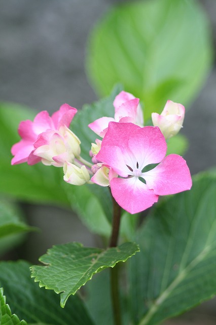 紫陽花　その２３