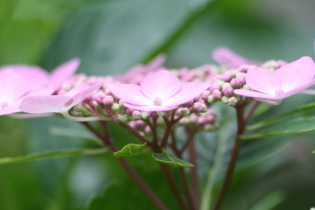 紫陽花　その２３