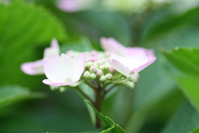 紫陽花　その２４