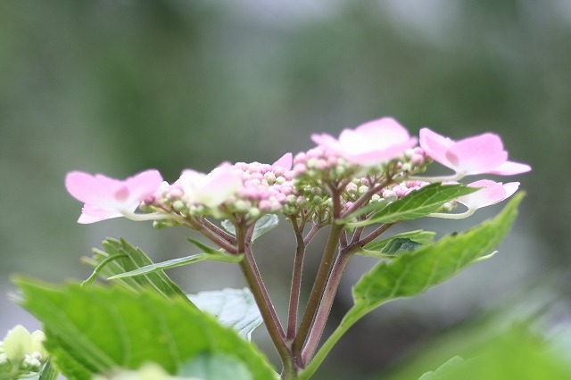 紫陽花　その２４