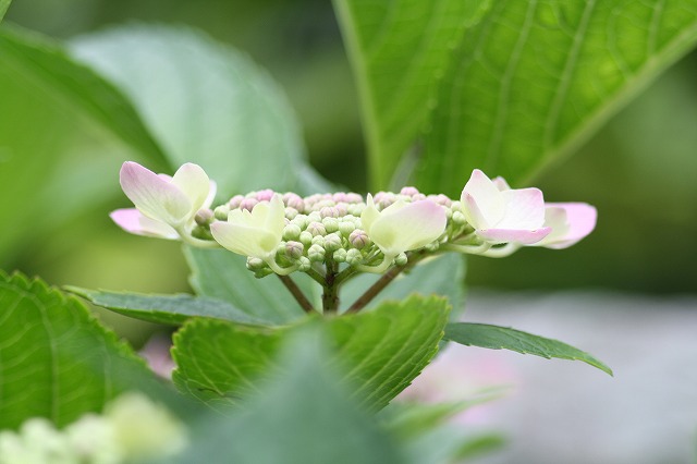 紫陽花　その２４